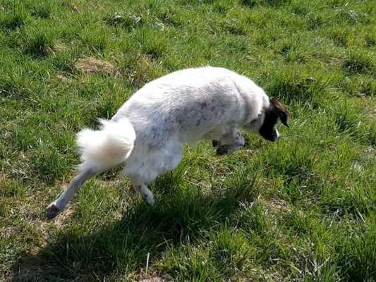 TierschutzhundeStammtisch🐕-Beitrag-Bild
