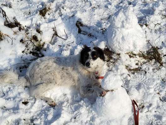 TierschutzhundeStammtisch🐕-Beitrag-Bild