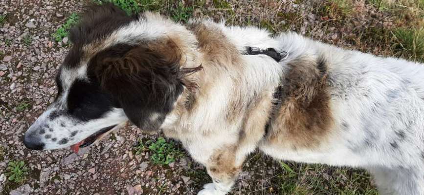 dirty Dog-Beitrag-Bild