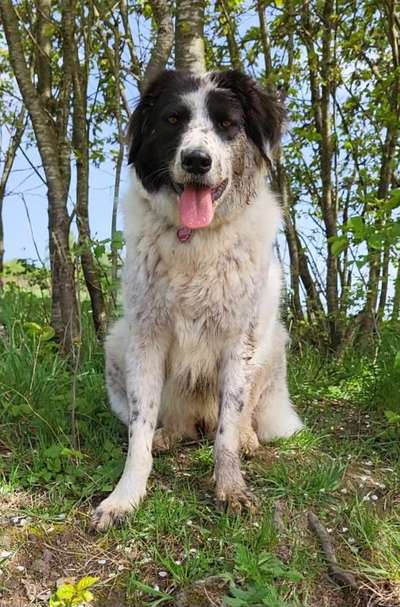 TierschutzhundeStammtisch🐕-Beitrag-Bild