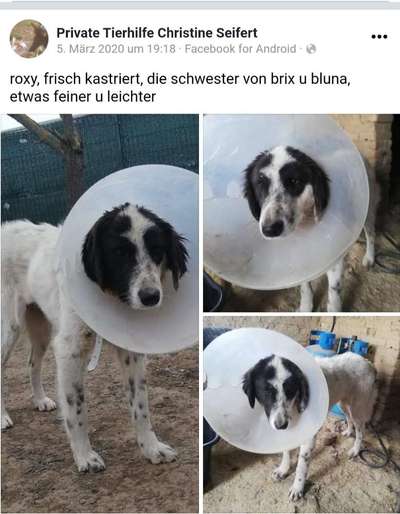TierschutzhundeStammtisch🐕-Beitrag-Bild