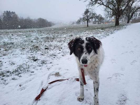 TierschutzhundeStammtisch🐕-Beitrag-Bild