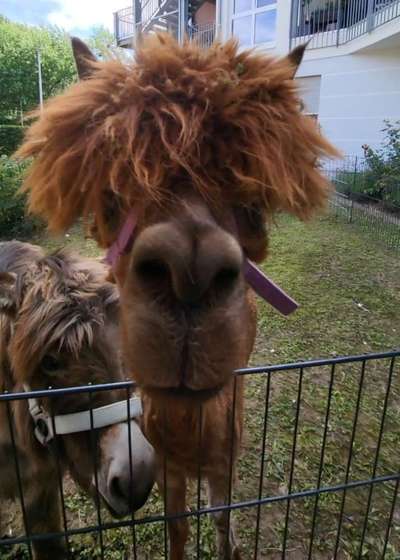 TierschutzhundeStammtisch🐕-Beitrag-Bild