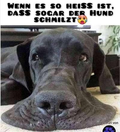 Hunde Memes-Beitrag-Bild