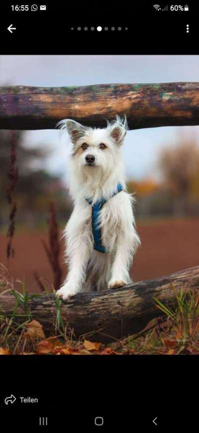 TierschutzhundeStammtisch🐕-Beitrag-Bild