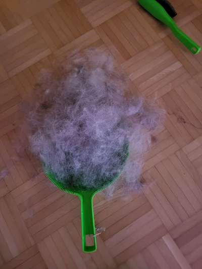 TierschutzhundeStammtisch🐕-Beitrag-Bild