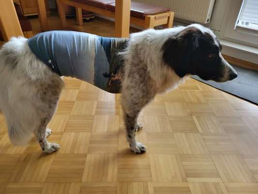 TierschutzhundeStammtisch🐕-Beitrag-Bild