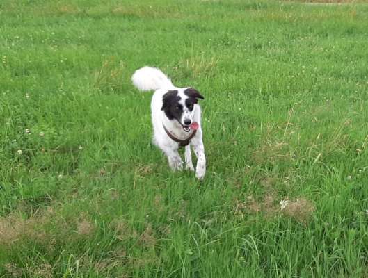 Fotochallenge 66 ~ Rennaction -Zeig deinen Hund im Lauf-Beitrag-Bild