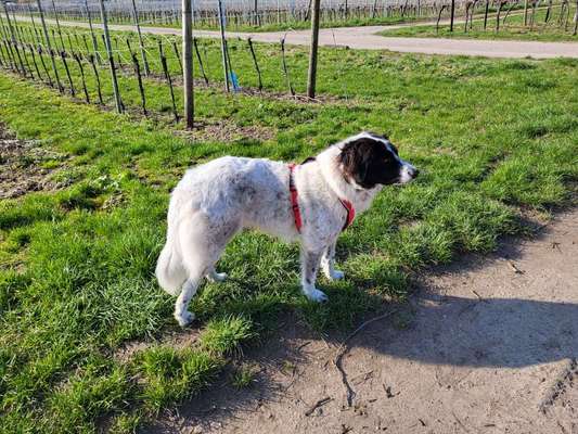 TierschutzhundeStammtisch🐕-Beitrag-Bild