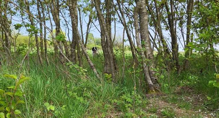 TierschutzhundeStammtisch🐕-Beitrag-Bild
