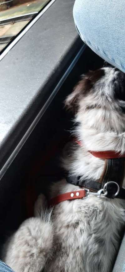 TierschutzhundeStammtisch🐕-Beitrag-Bild