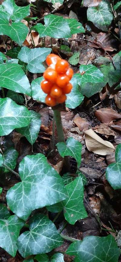 TierschutzhundeStammtisch🐕-Beitrag-Bild