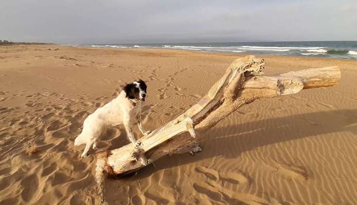 Welcher Urlaub hat euch mit euren Fellnasen, am besten gefallen ?-Beitrag-Bild