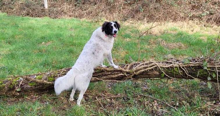 TierschutzhundeStammtisch🐕-Beitrag-Bild