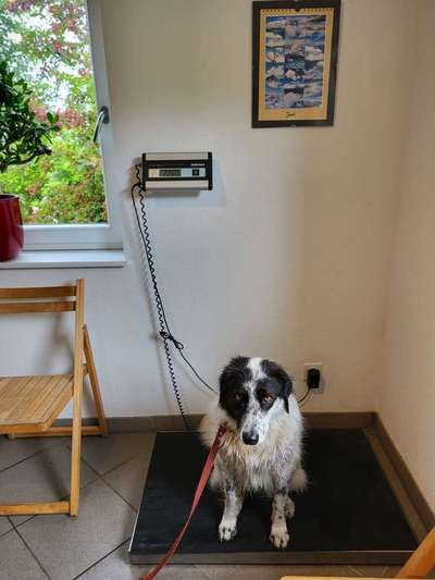 TierschutzhundeStammtisch🐕-Beitrag-Bild