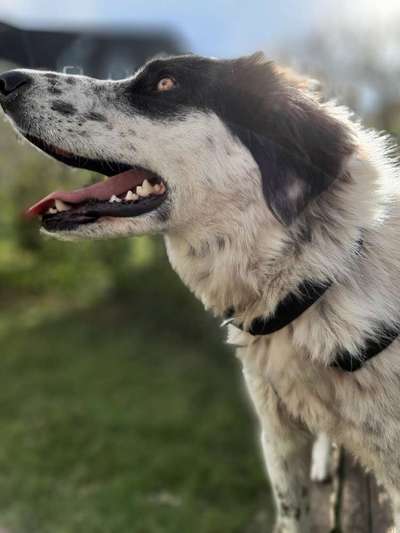 Hunde aus dem Tierschutz: Bulgarien-Beitrag-Bild