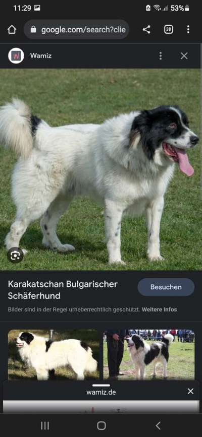 HSH als Familienhund-Beitrag-Bild