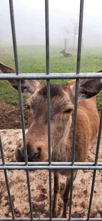 TierschutzhundeStammtisch🐕-Beitrag-Bild