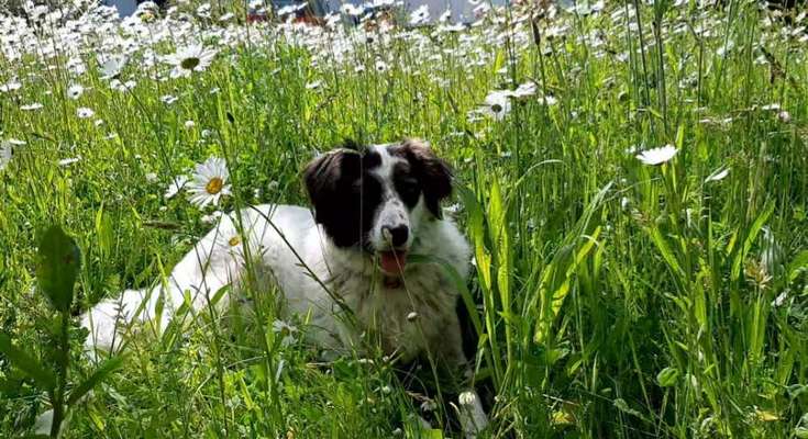 TierschutzhundeStammtisch🐕-Beitrag-Bild