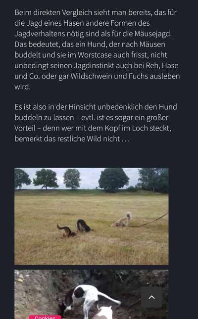 TierschutzhundeStammtisch🐕-Beitrag-Bild