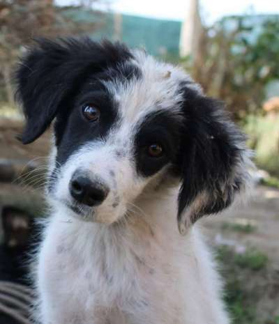 Welpenfotos-Beitrag-Bild