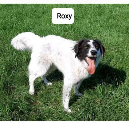 HSH als Familienhund-Beitrag-Bild