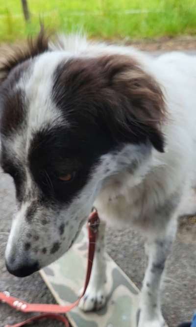 TierschutzhundeStammtisch🐕-Beitrag-Bild