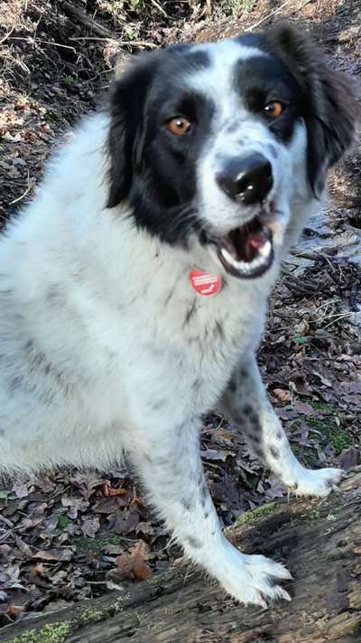 Zeige den lustigsten Blick deines Hundes-Beitrag-Bild