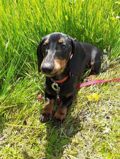 wo sind die Dackelfreunde-Beitrag-Bild