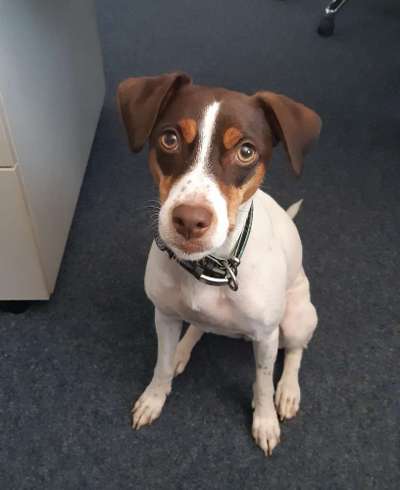 TierschutzhundeStammtisch🐕-Beitrag-Bild