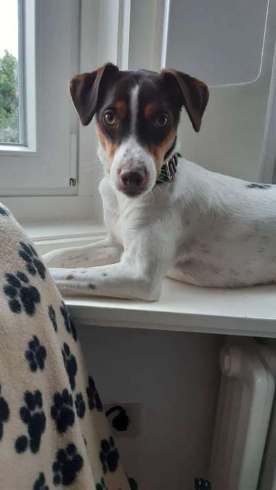 Epagneul Breton-Beitrag-Bild