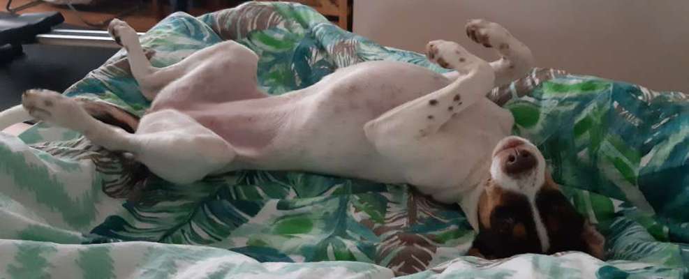 Darf der Hund bei Euch im Bett schlafen?-Beitrag-Bild