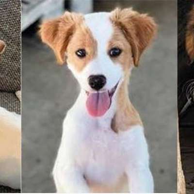 TierschutzhundeStammtisch🐕-Beitrag-Bild