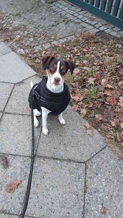 Wie heißt dein Hund?-Beitrag-Bild