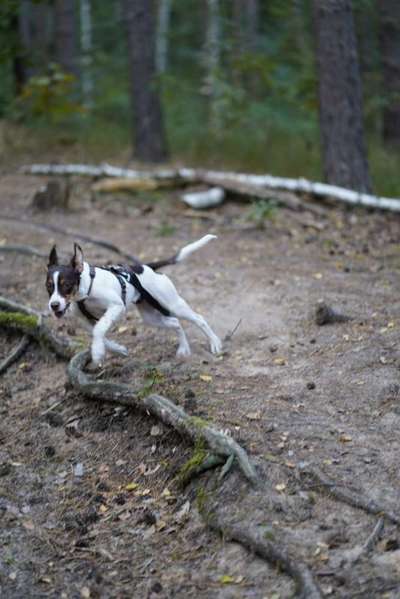 Fotochallenge 66 ~ Rennaction -Zeig deinen Hund im Lauf-Beitrag-Bild