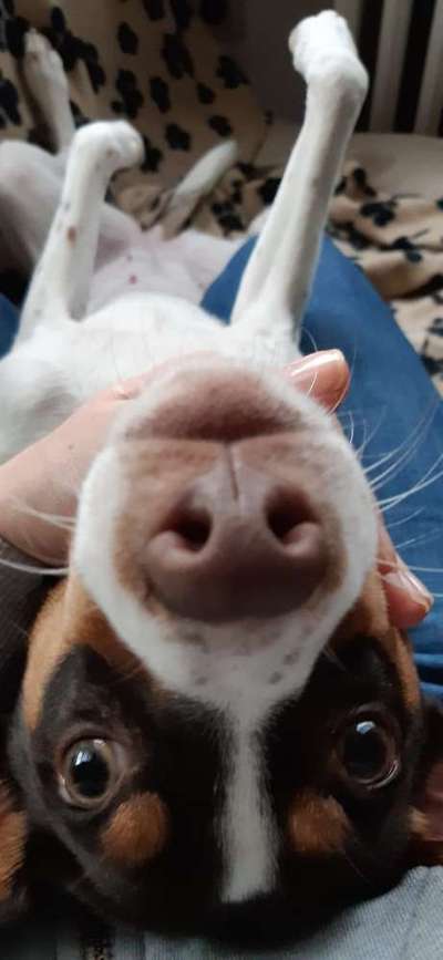 Zeigt mir die tollste Nahaufnahme von eurer Fellnase-Beitrag-Bild