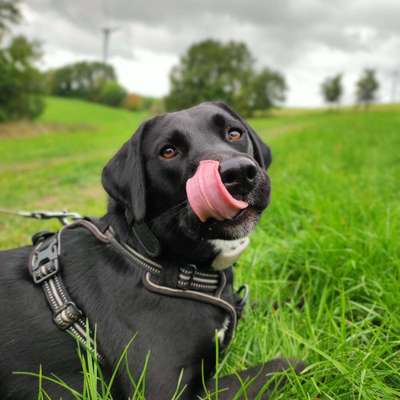 Hundetreffen-Spielgefährten gesucht-Bild