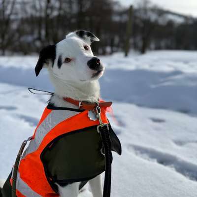 Hundetreffen-Social Walk-Sicherer Trainingspartner für Yuki gesucht-Bild