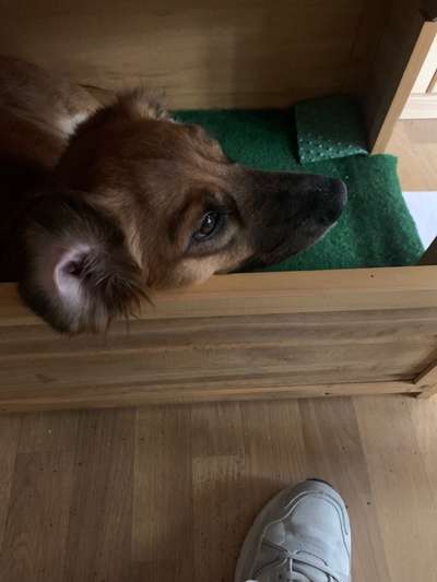 Dogorama Photo Challenge - Mein Holz und ich-Beitrag-Bild