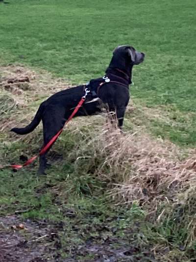 Labradorfans-Beitrag-Bild