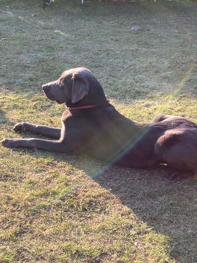 Labradorfans-Beitrag-Bild