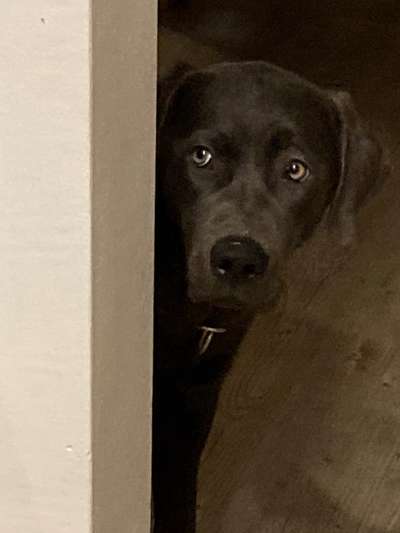 Labradorfans-Beitrag-Bild