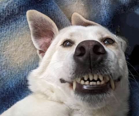 Die lustige Welt der Hunde-Mimik :)-Beitrag-Bild