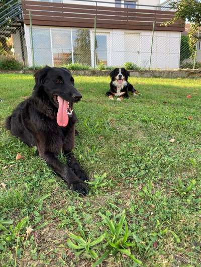 Bester Freund, Hundekumpel - zeigt her!-Beitrag-Bild