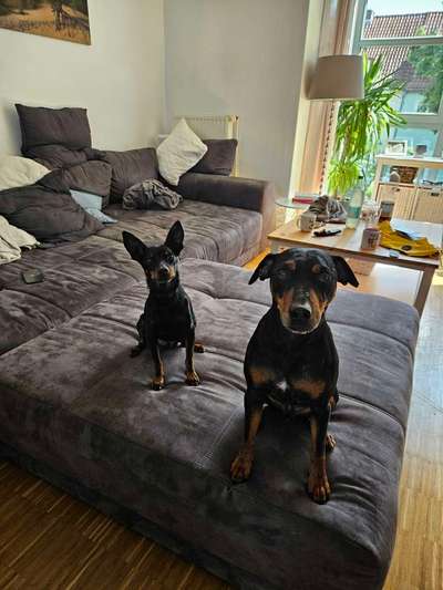 Hundetreffen-Social Walk Partner gesucht-Bild