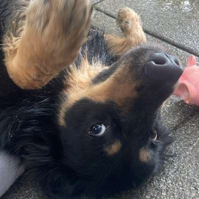 Hundetreffen-Gassitreffen/ Spiele Abenteuer-Bild