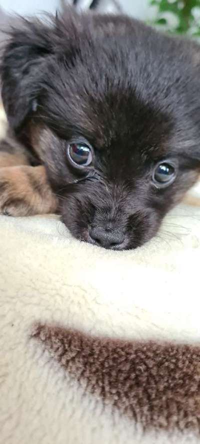 Welpen Bilder !-Beitrag-Bild