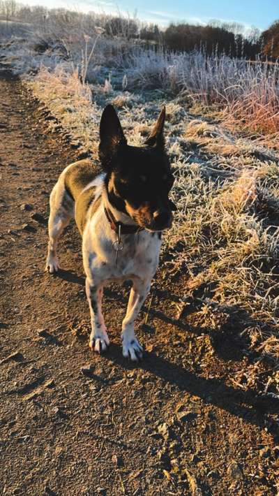 Hundetreffen-Gassi gehen Umkreis Montabaur-Bild