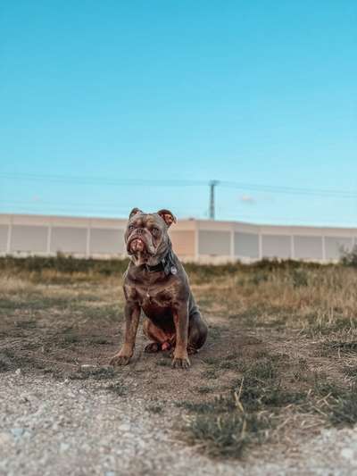 Hundetreffen-Bulldoggen Treff-Bild