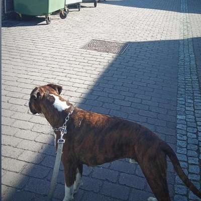 Hundetreffen-Spiel und Gassi runde